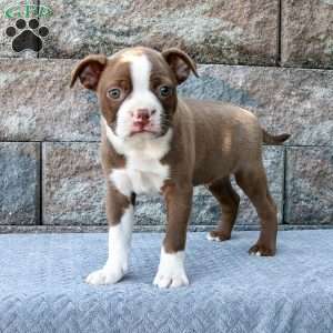 Frisky Little Freddie, Boston Terrier Puppy